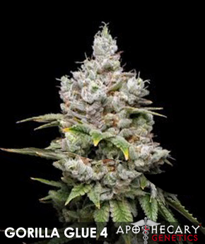 gorilla-glue-4-image