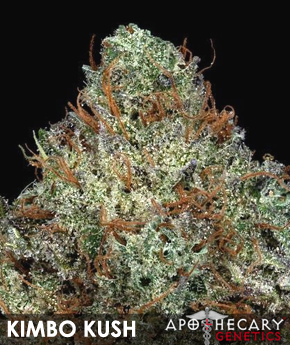 kimbo-kush-image