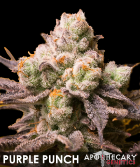 purple-punch-image