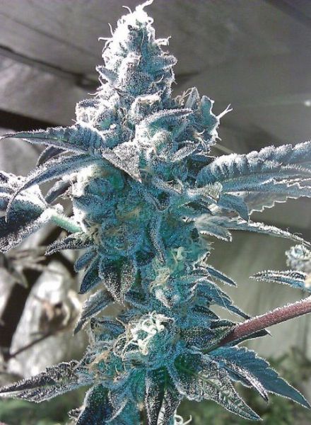 girl-scout-cookies-image