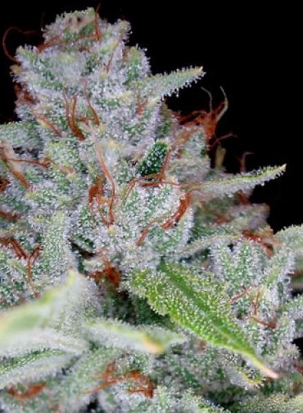 skywalker-kush-image