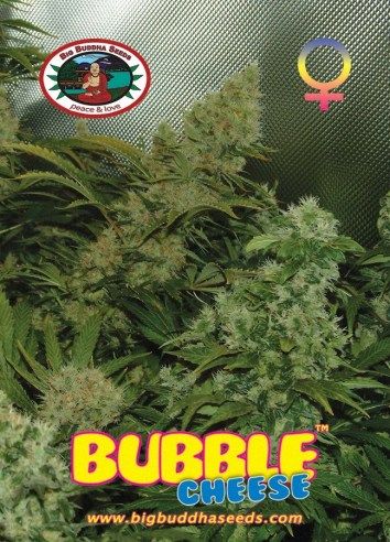 bubble-cheese-image