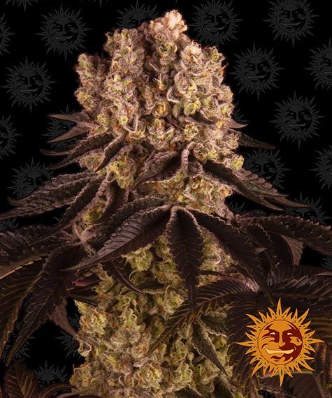 purple-punch-image