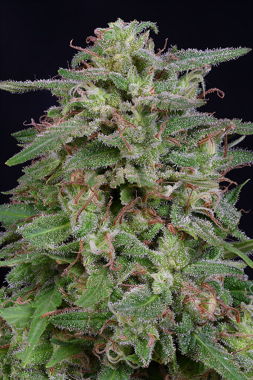 white-widow-image