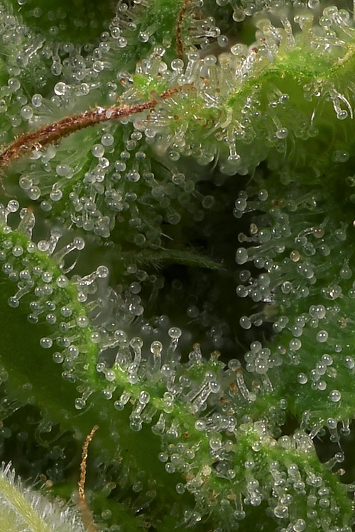 strawberry-banana-image