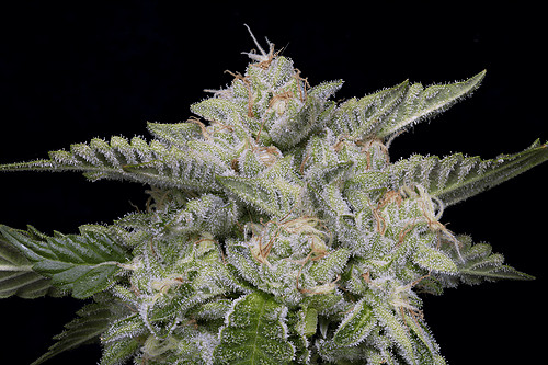 skywalka-ghost-kush-image