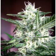 psicotropic-cbd-image