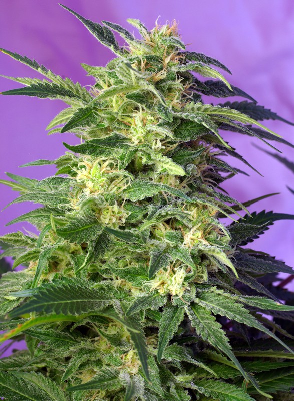 killer-kush-auto®-image