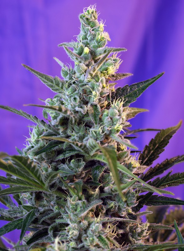 sweet-skunk-auto®-image