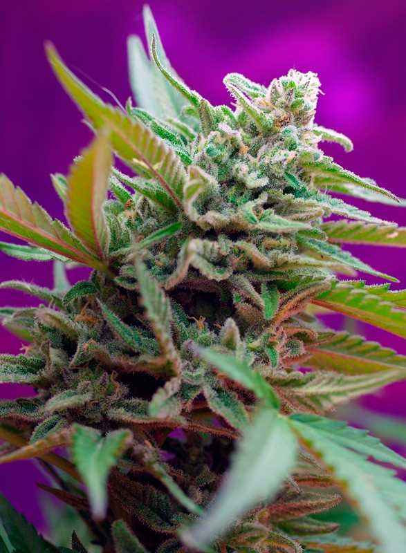 black-jack-auto®-image