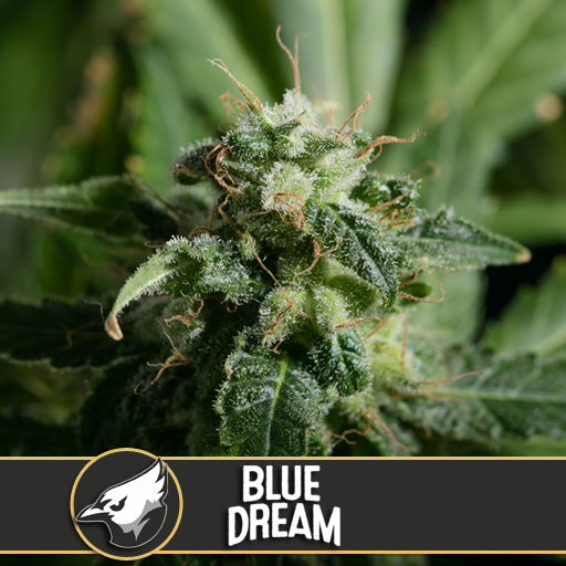 blue-dream-image