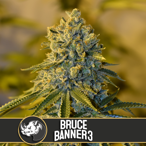 bruce-banner-3-image