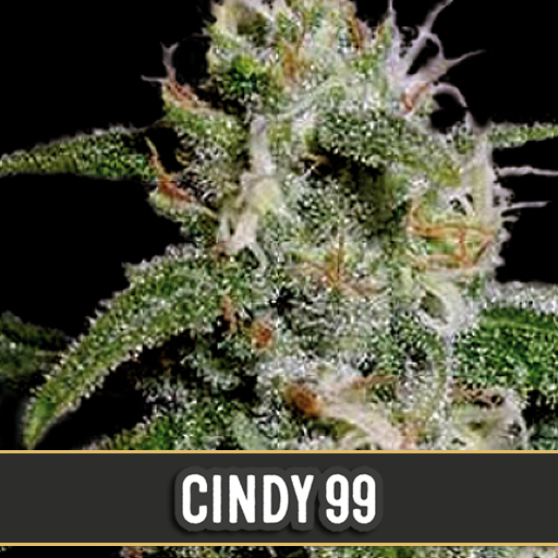 cindy's-99-image