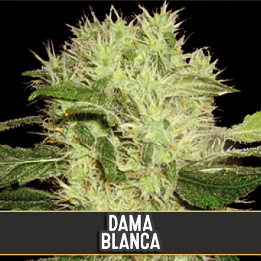dama-blanca-image