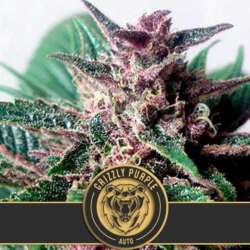 grizzly-purple-auto-image