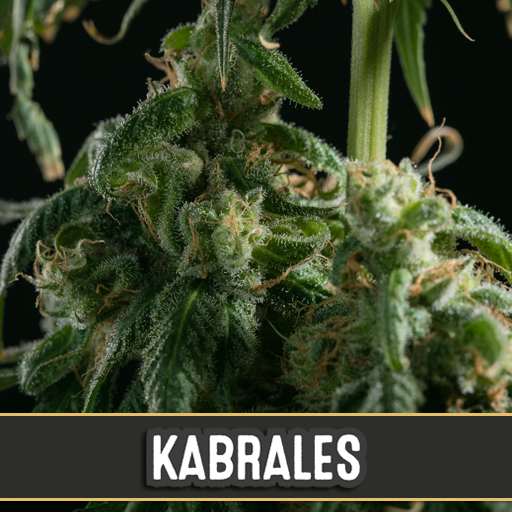 kabrales-image