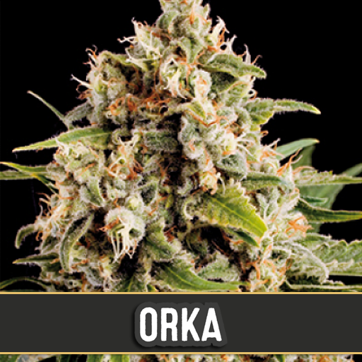 orka-image