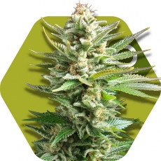 amnesia-haze-xl-image