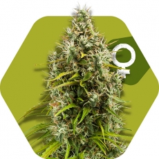 pineapple-express-image