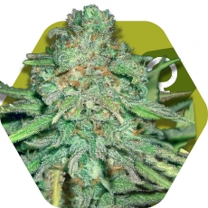 lemon-kush-image