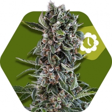 blueberry-cheese-autoflowering-image