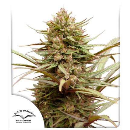 cbd-compassion-image