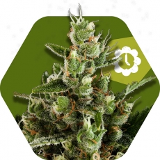 candy-caramelo-autoflowering-image