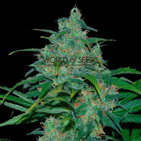 wild-thailand-regular-image