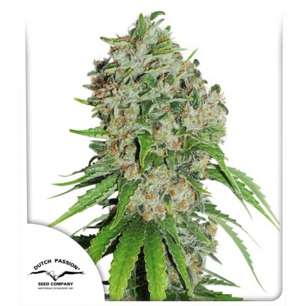 outlaw-amnesia-image