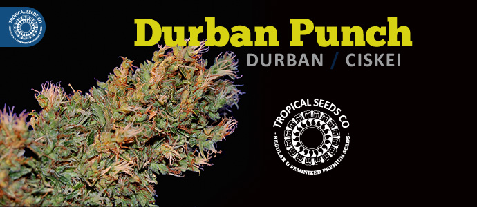 durban-punch-image
