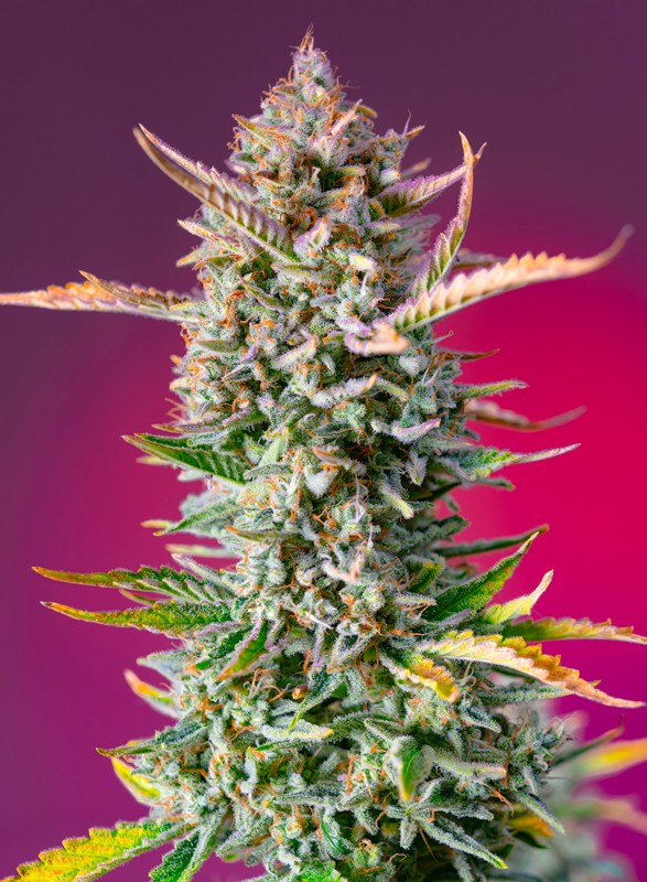 gorilla-sherbet-f1-fast-version®-image