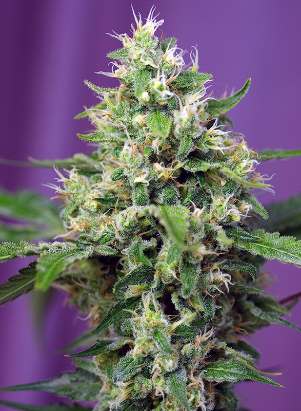 sweet-amnesia-haze-xl-auto®-image