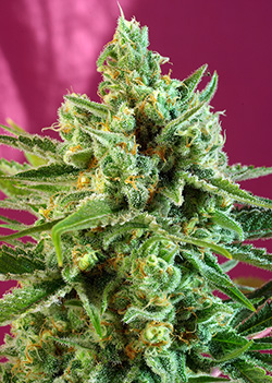 s.a.d.-sweet-afgani-delicious-cbd-image