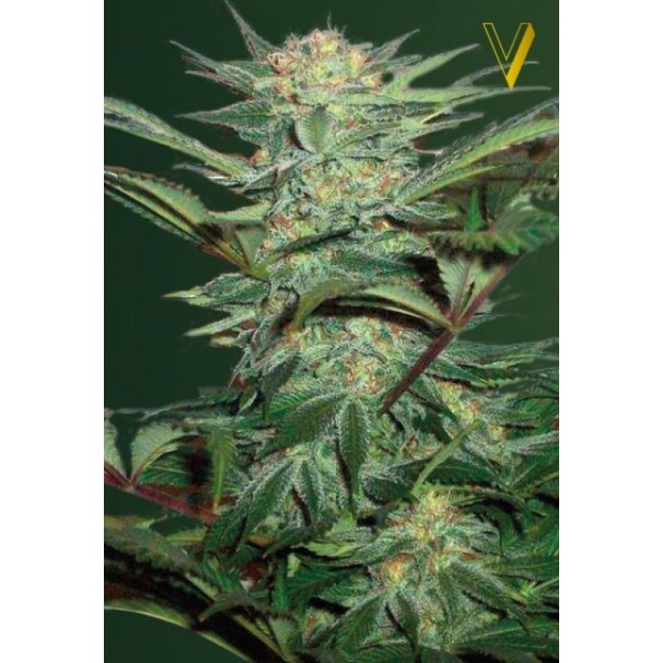 auto-white-widow-image