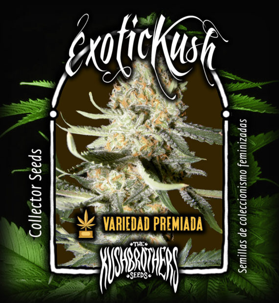 exotic-kush-image