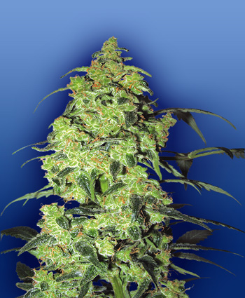 white-widow-image