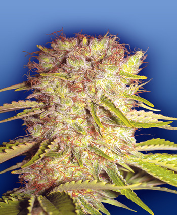 dutchmen’s-royal-orange-image