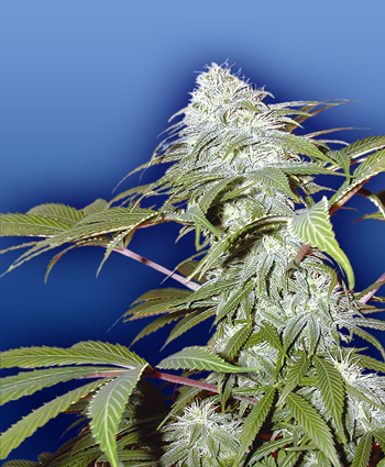 pineapple-punch-image