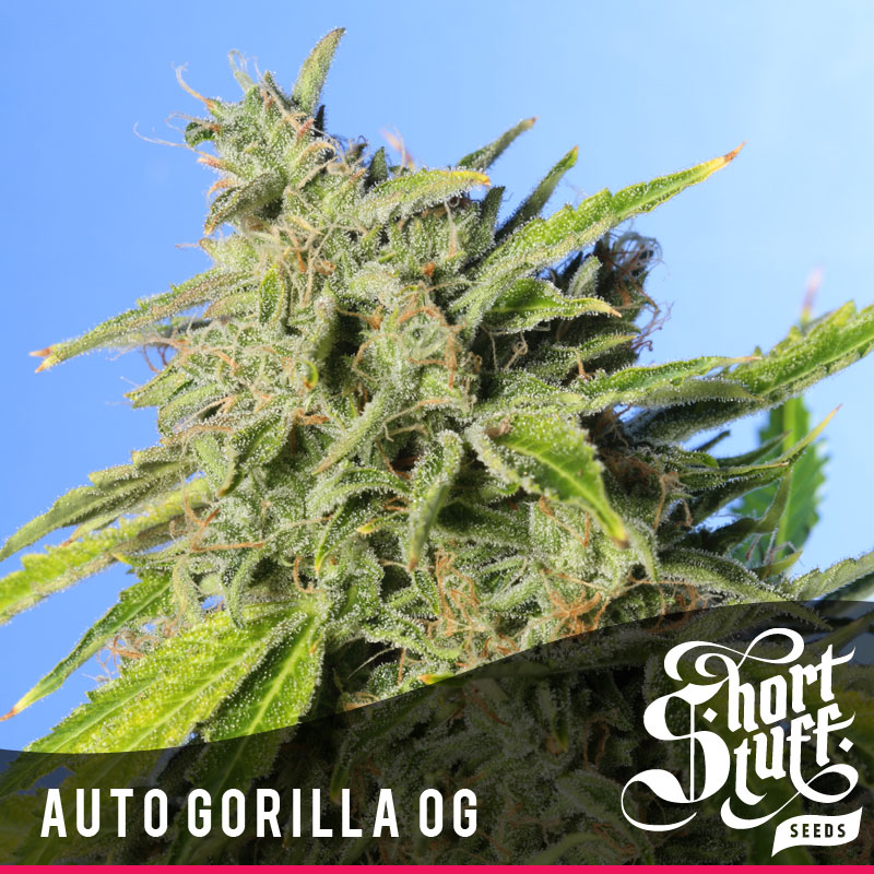 auto-gorilla-og-image