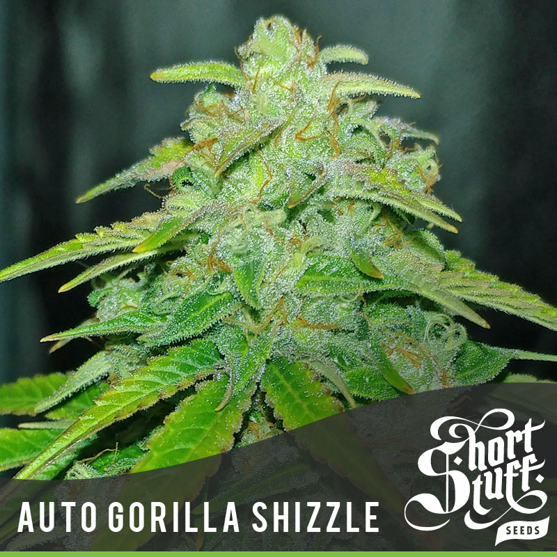 auto-gorilla-shizzle-image
