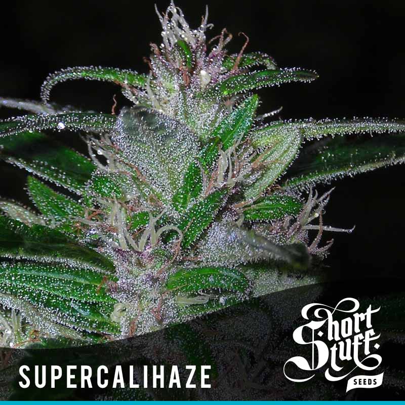super-cali-haze-image
