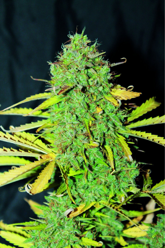 white-widow-auto-image