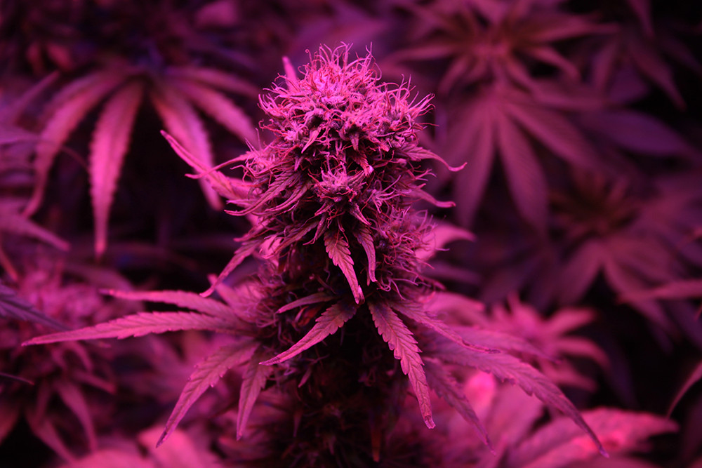 blueberry-auto-image