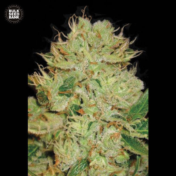 auto-bigger-bud-image