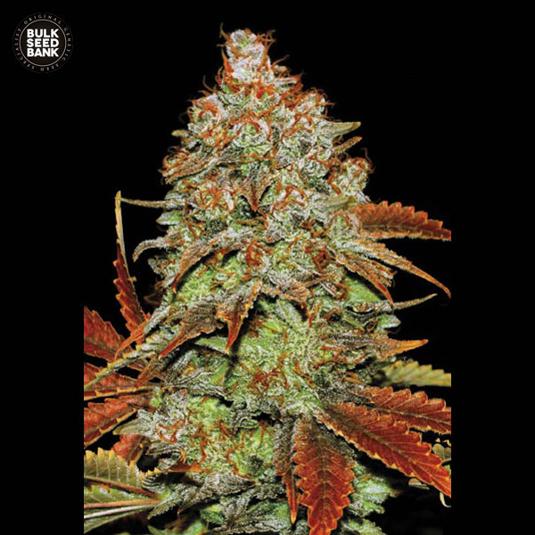 auto-bubblegum-extra-image