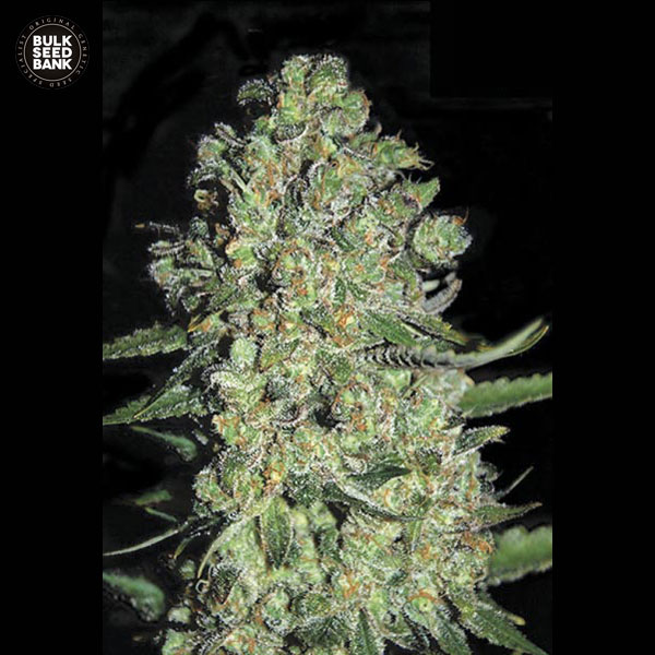 auto-chronical-image