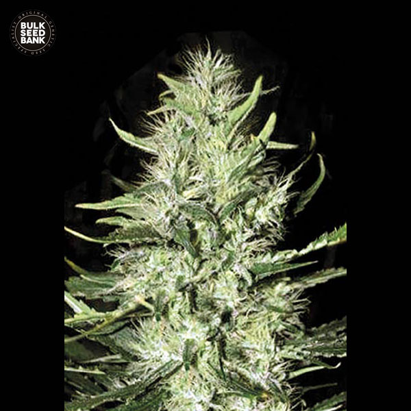 auto-mazar-extra-image