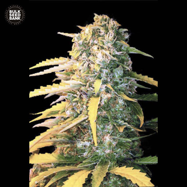 auto-white-widow-image