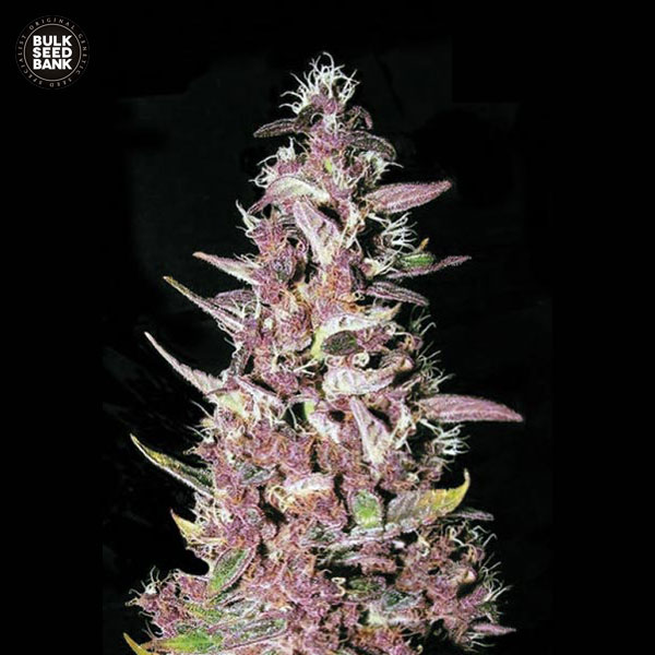 purple-glam-kush-image