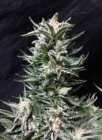 bruce-the-russian-image